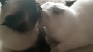 More Pussy Licking